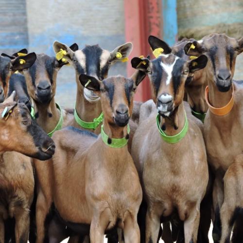 Nos chèvres